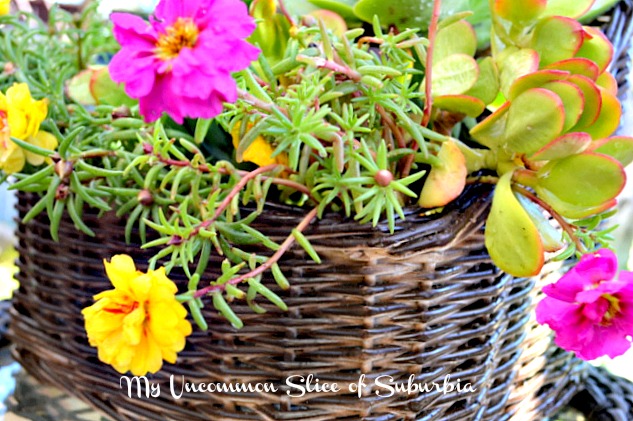 DIY Planted Succulents in a Basket~Fun in the Sun~