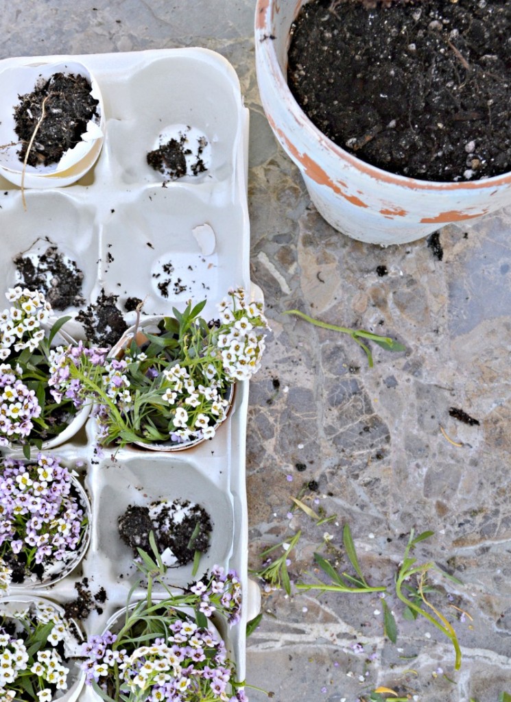 How to make a flowering egg shell