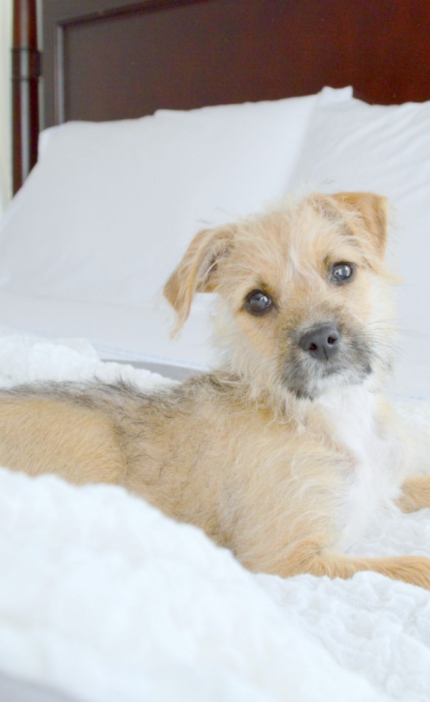 Brussels Griffin terrier mix rescue dog so sweet