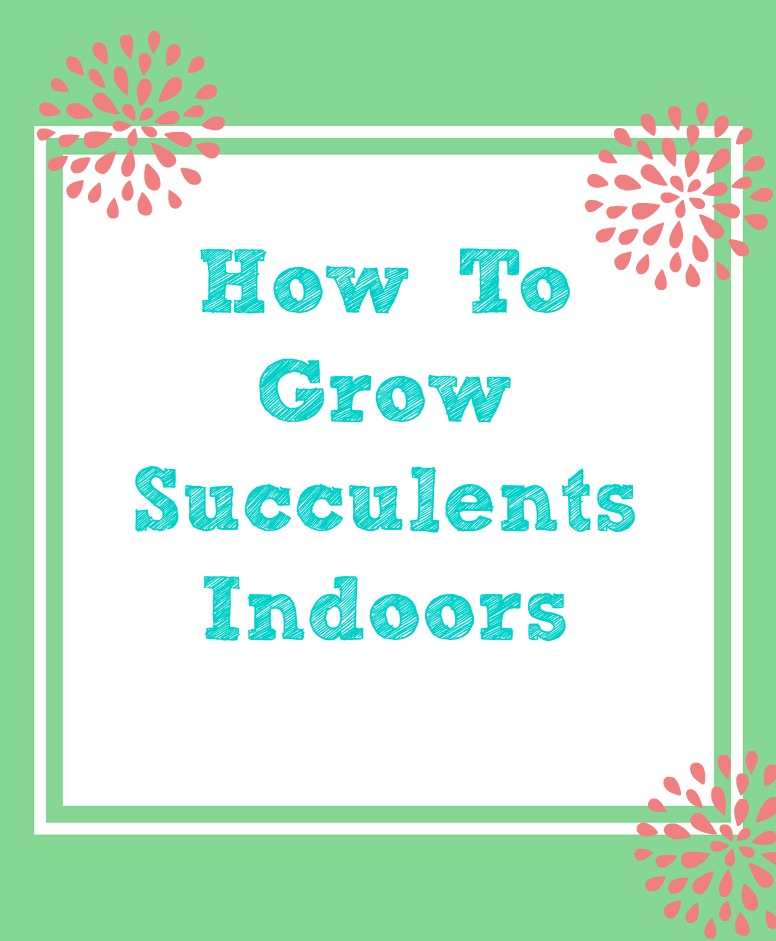 Great tutorial on growing succulents indoors