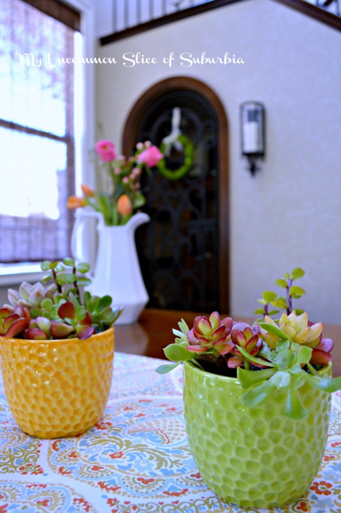 How to grow succulents indoors