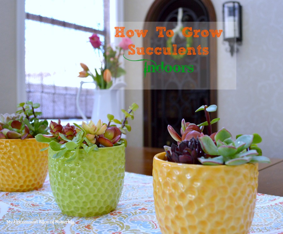 How to grow succulents indoors, great ideas!