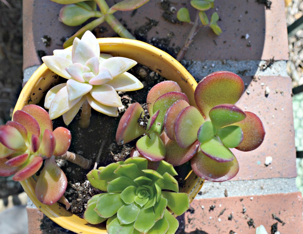 Do My Succulents Need A Drainage Hole - How To Plant Cactus In Pots Without Drainage Holes