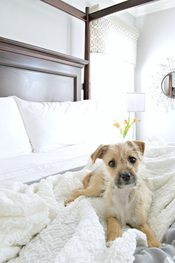 Such a comfy looking bed, even the dog loves it!