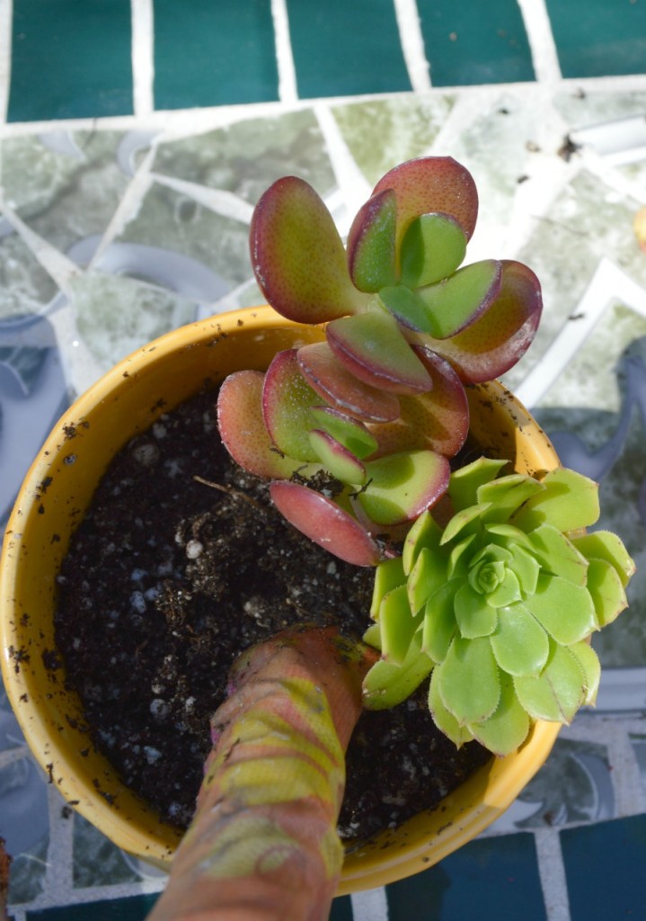 Take trimmings from other succulents and plant them in a pot for a indoor succulent garden!