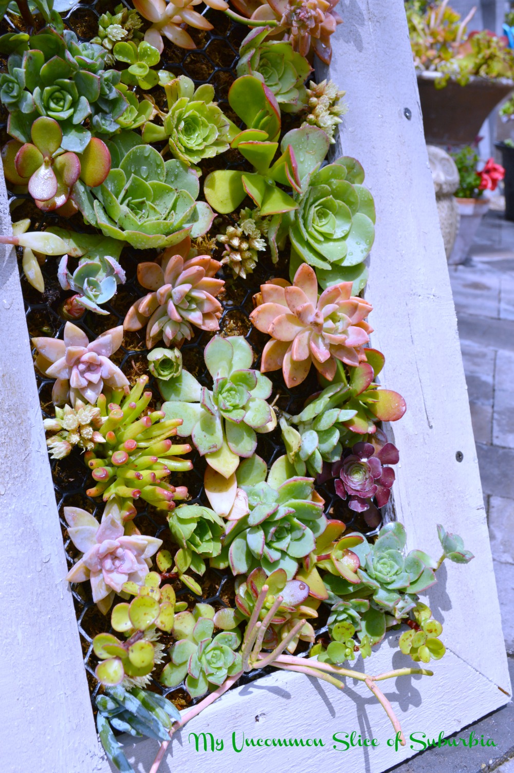 DIY Hanging Succulent Planter