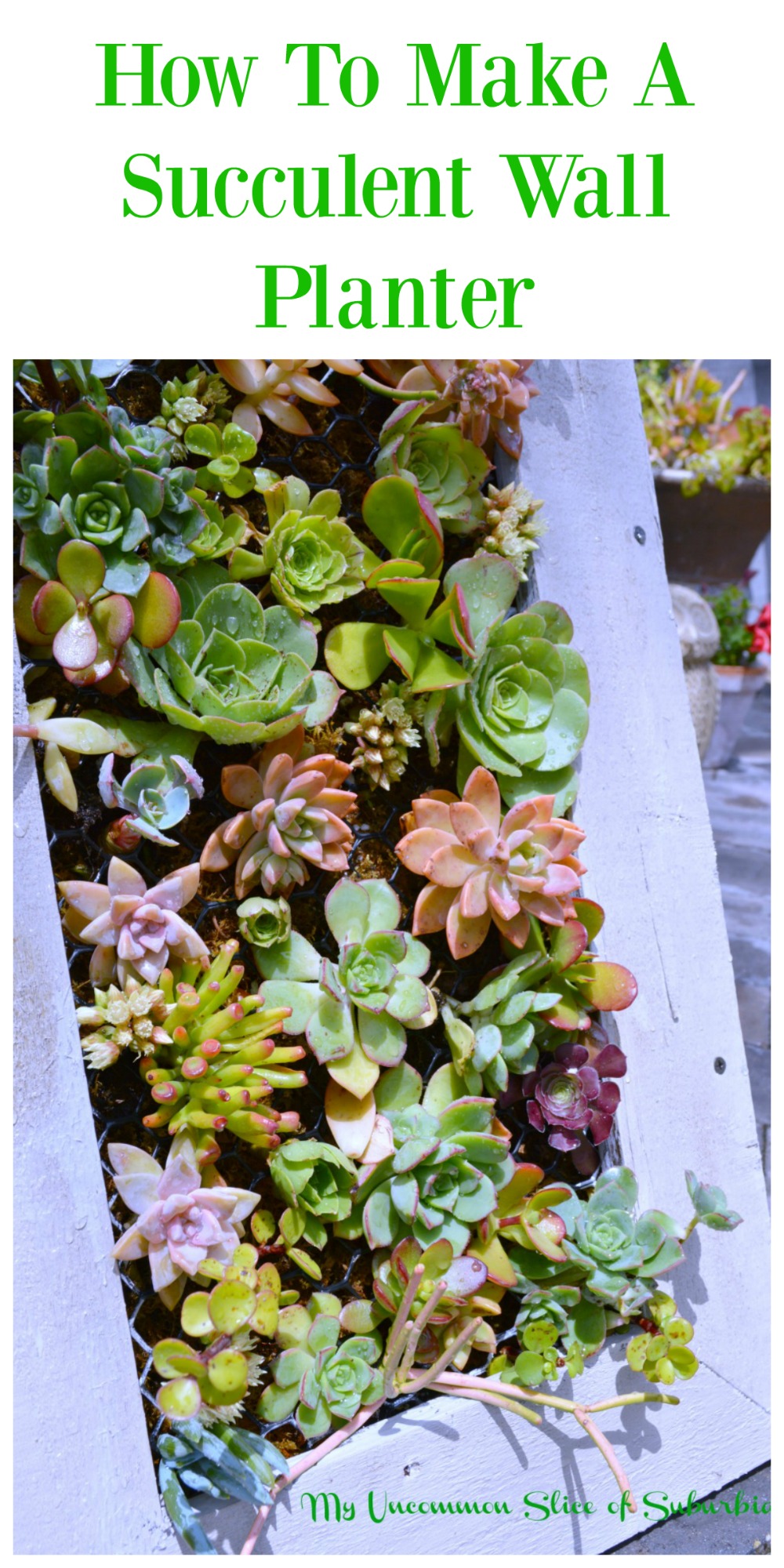 how to make a succulent wall planter