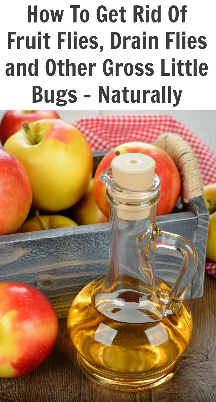 How to get rid of fruit flies naturally