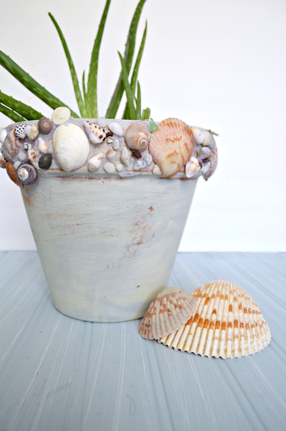 DIY Seashell terracotta pot - seashell planter with faux stone spray paint