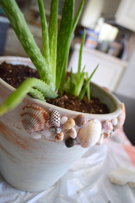 DIY Shell Pot, perfect way to add a little beachy elegance to anyone's decor