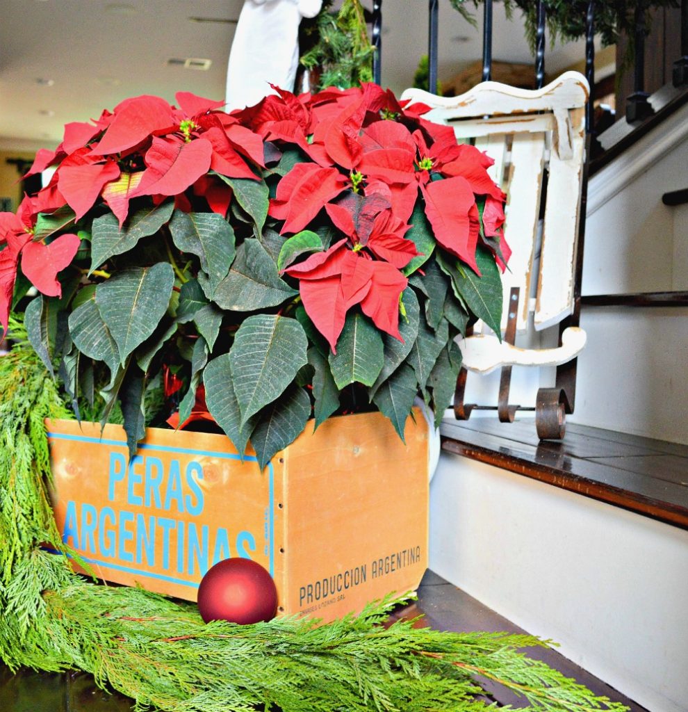 fresh-garland-mixed-with-poinsettias