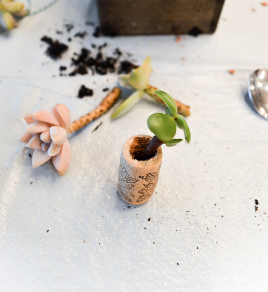 Step by step tutorial on how to make these wine cork succulent planters