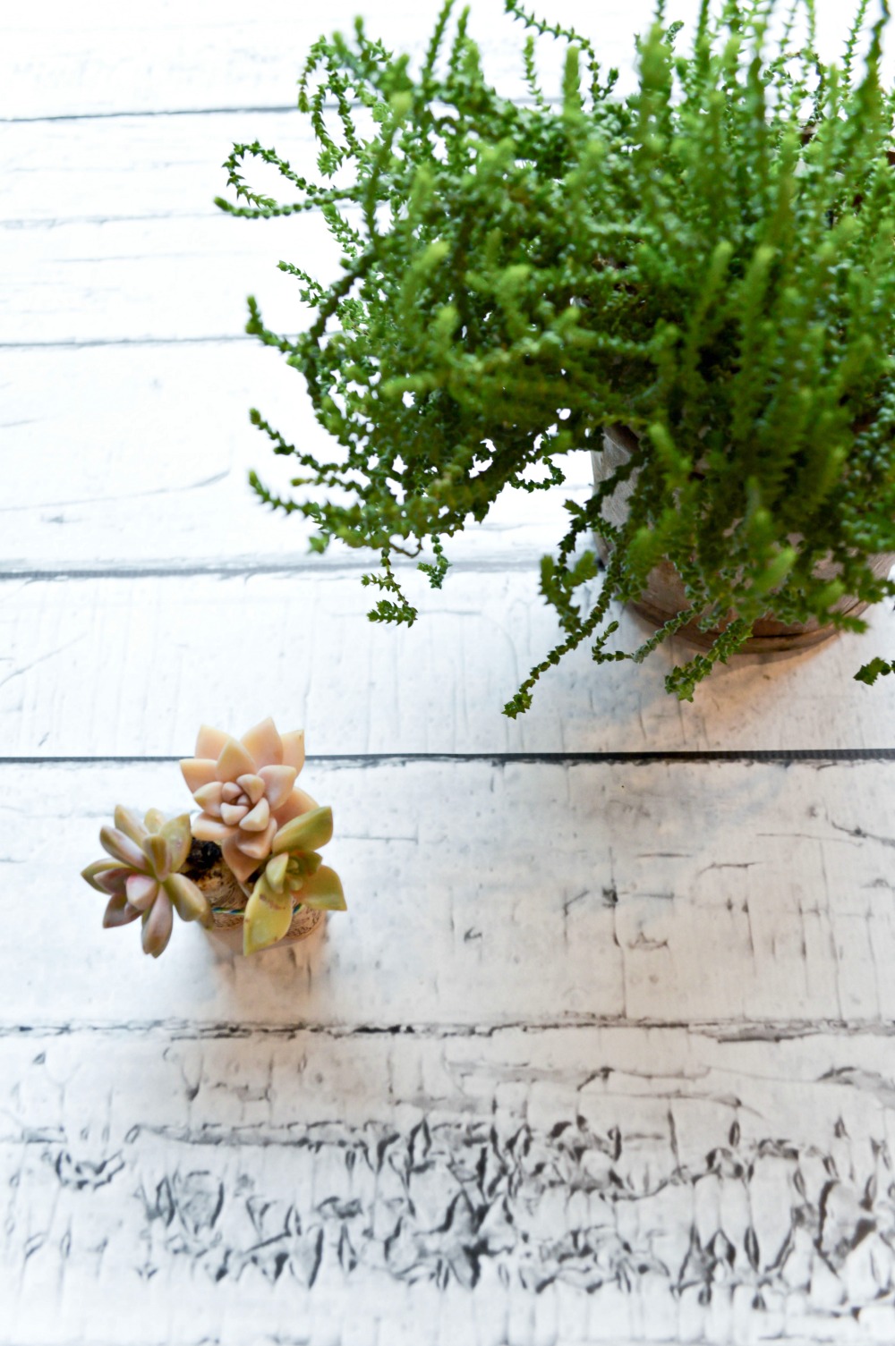 Wine Cork Succulents