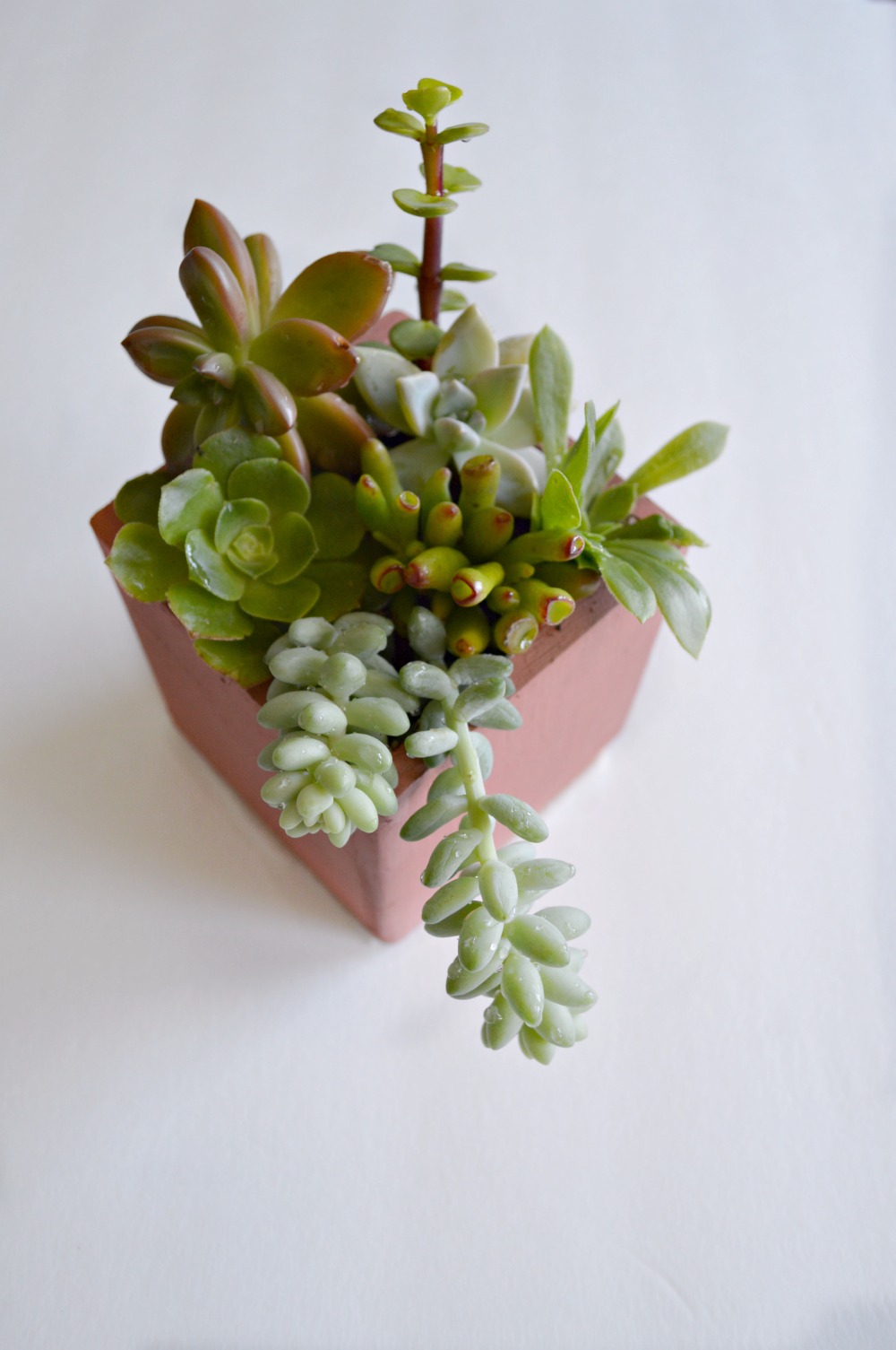 Learn how to make a beautiful succulent display using a old wooden box