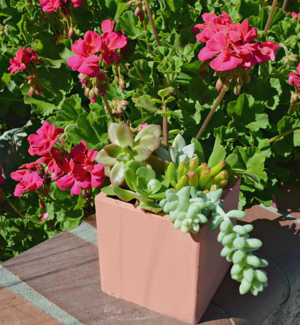 Painted Succulent Planter