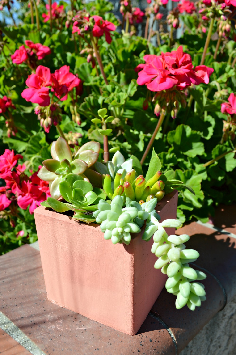 Make a gorgeous succulent planter