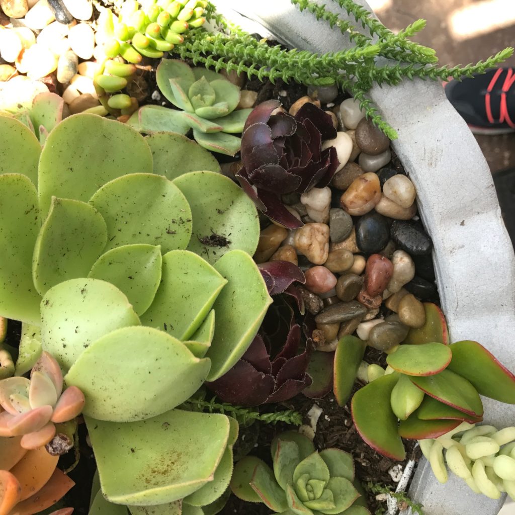 A great step by step tutorial with pictures that shows how to make this beautiful succulent garden.