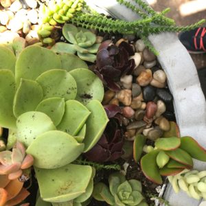 DIY Succulent Container Garden - My Uncommon Slice of Suburbia