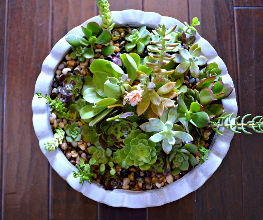 A great step by step tutorial with pictures that shows how to make this beautiful succulent garden.