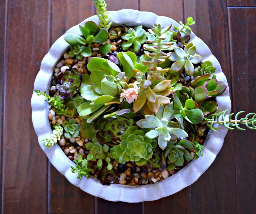 DIY Succulent Container Garden