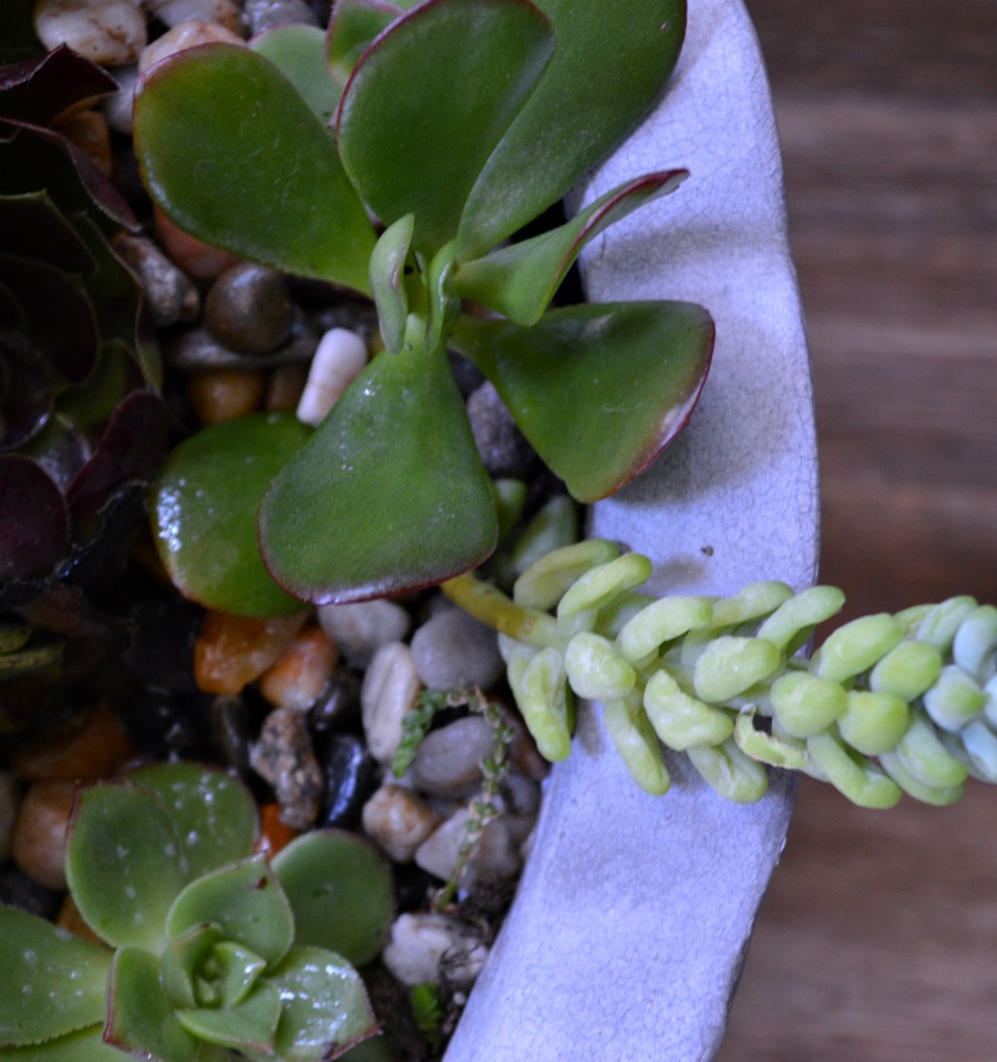 A great step by step tutorial with pictures that shows how to make this beautiful succulent garden.