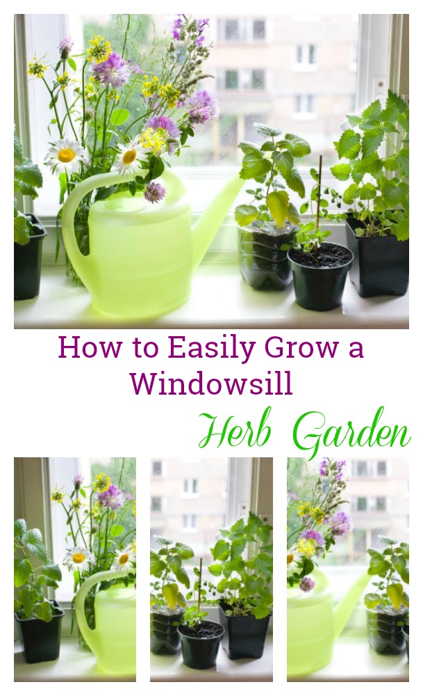 How to Easily Grow a Windowsill Herb garden, step by step tutorial that is easy to follow