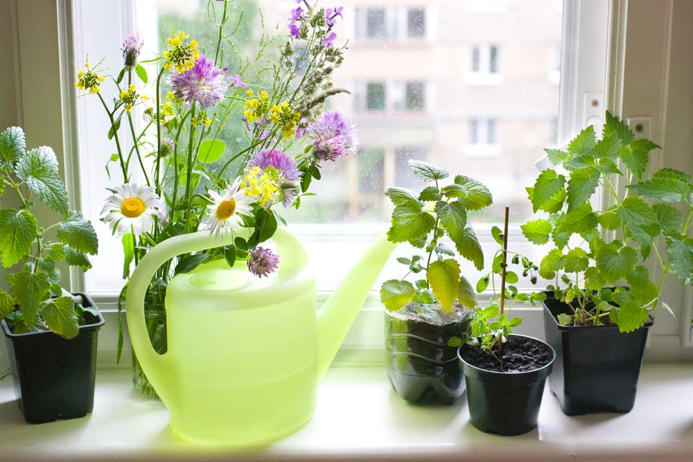 How to Easily Grow a Windowsill Herb garden, step by step tutorial that is easy to follow