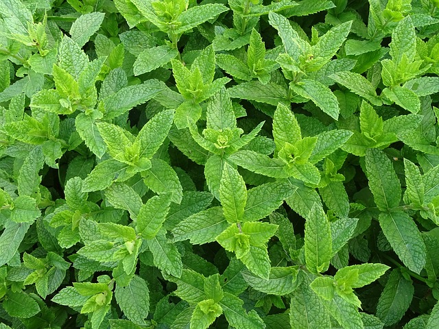 5 Best Herbs to Grow Year Round