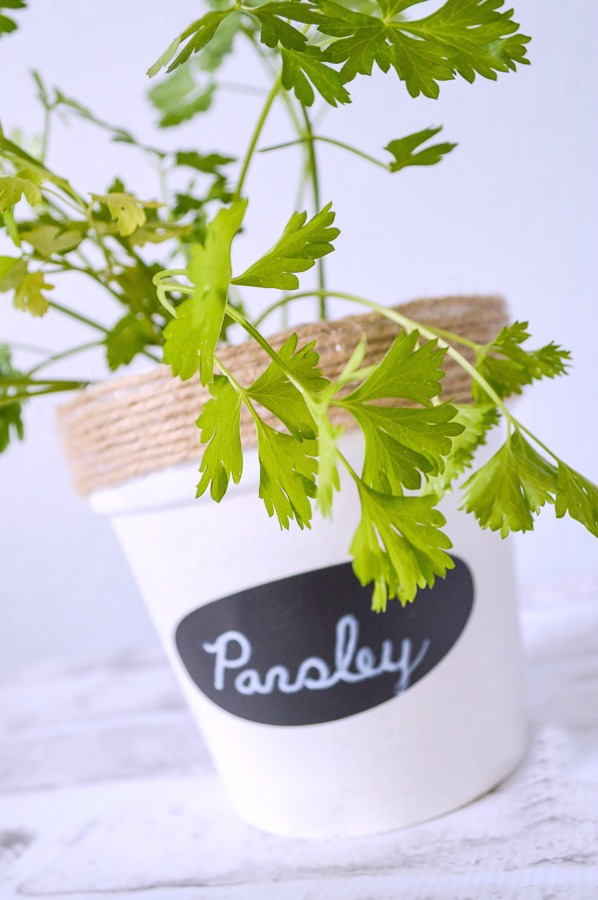 transform those pots into gorgeous herb gardens