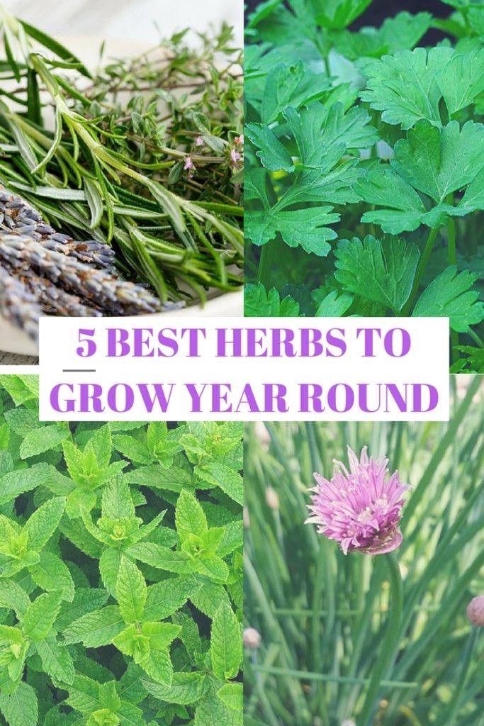 5 Best Herbs to Grow Year Round