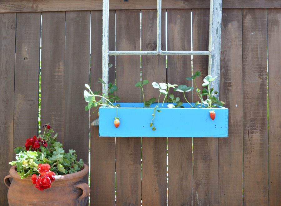 Repurpose an old window and drawer into a flower box