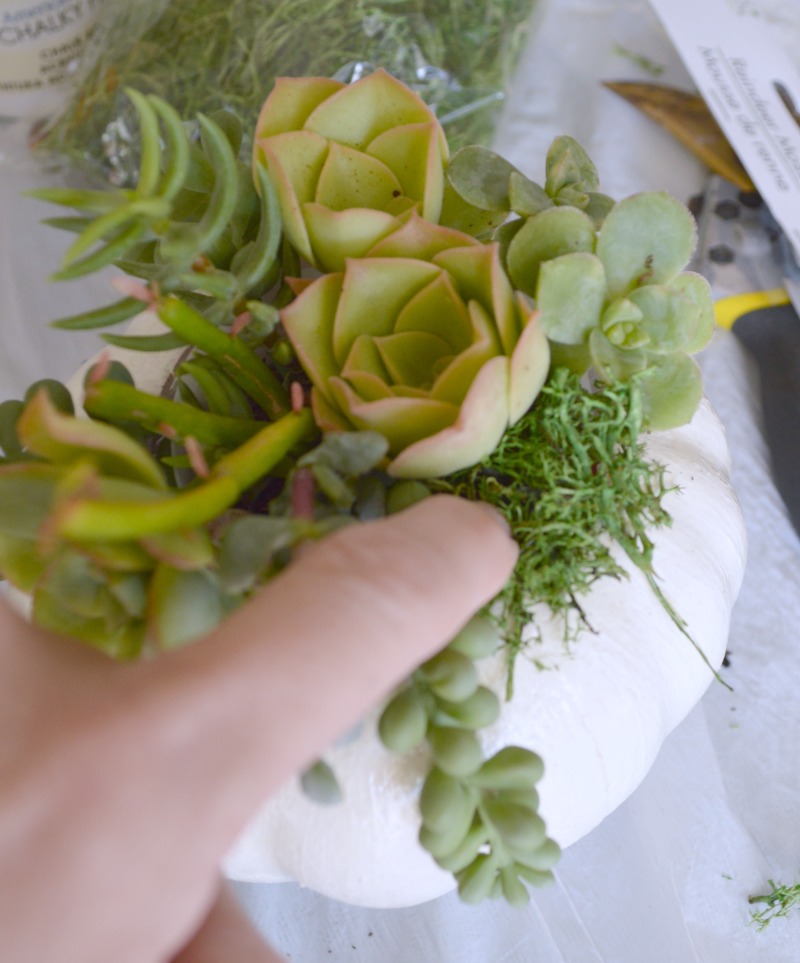 Make this pumpkin succulent planter using a dollar faux pumpkin and real succulents