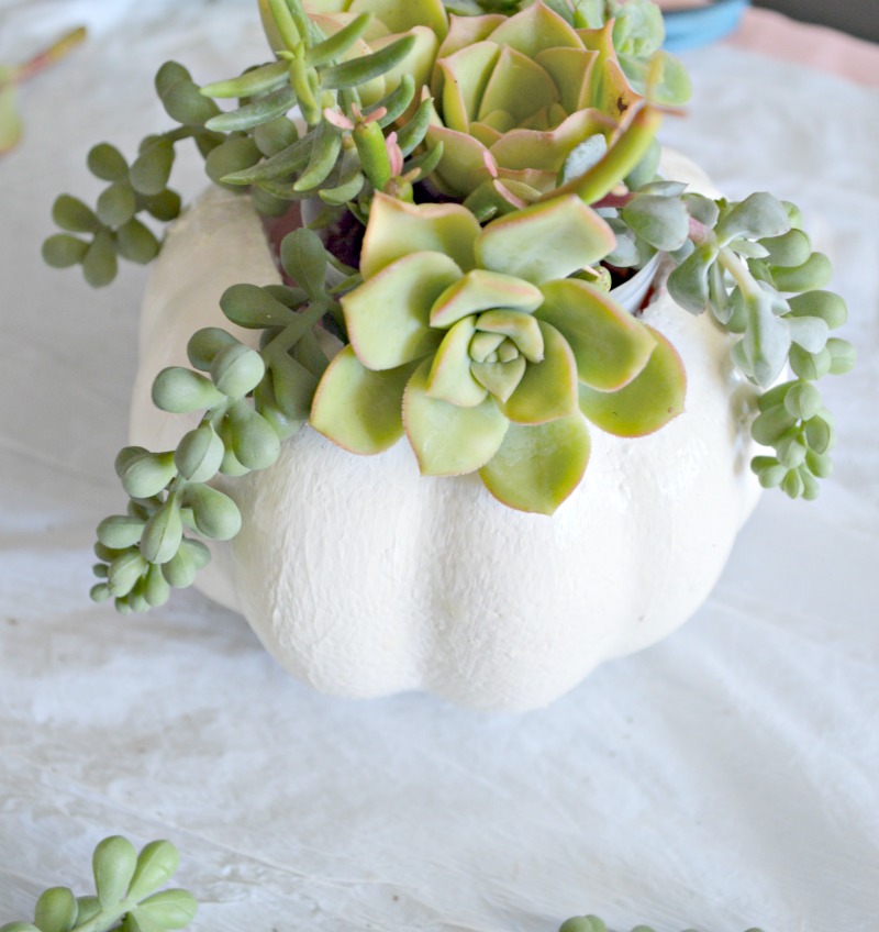 Make this pumpkin succulent planter using a dollar faux pumpkin and real succulents