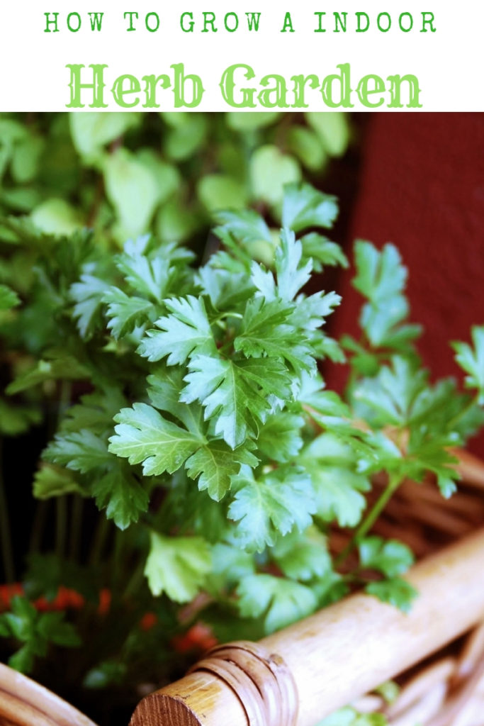 HOW TO successfully grow an indoor herb garden