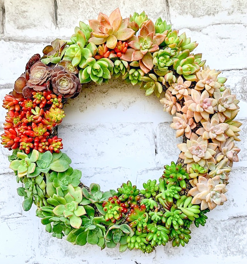 DIY Succulent Wreath