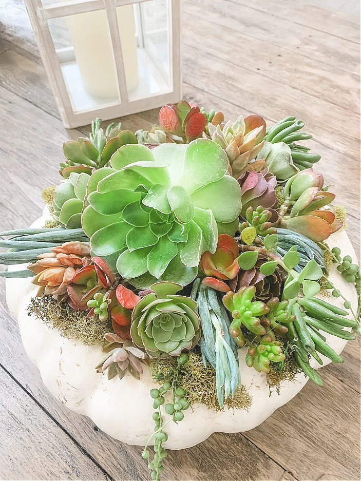 No Carve Succulent Pumpkin Centerpiece