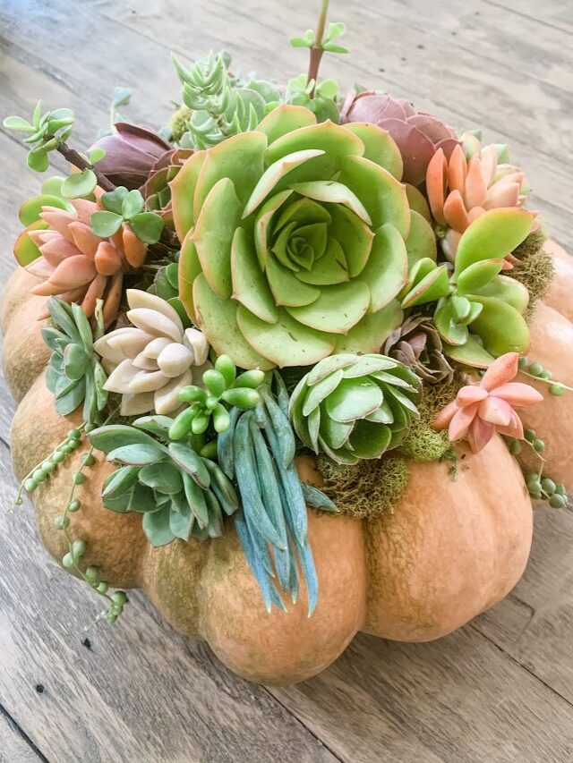 No Carve Succulent Pumpkin Craft