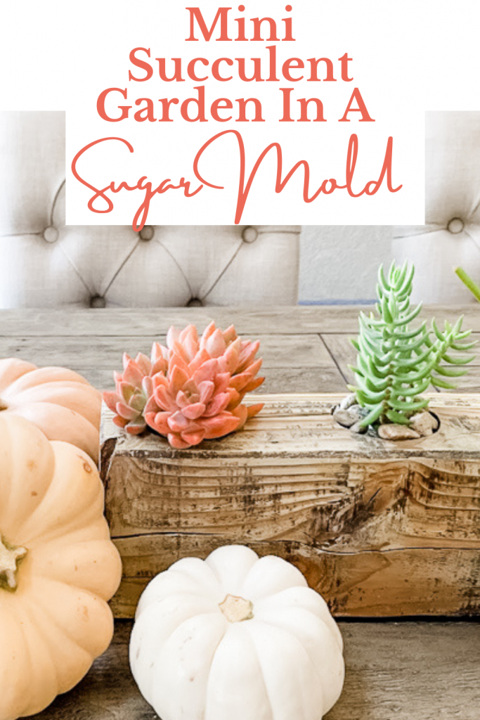  Learn how to create your own rustic DIY mini succulent Garden in a Sugar Mold.