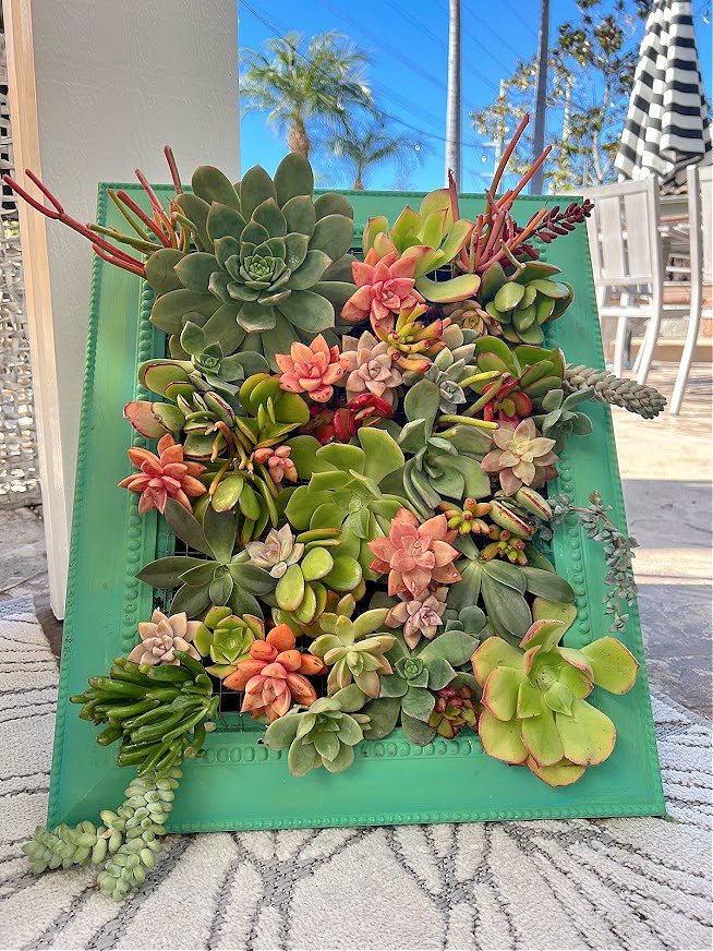 indoor vertical succulent garden