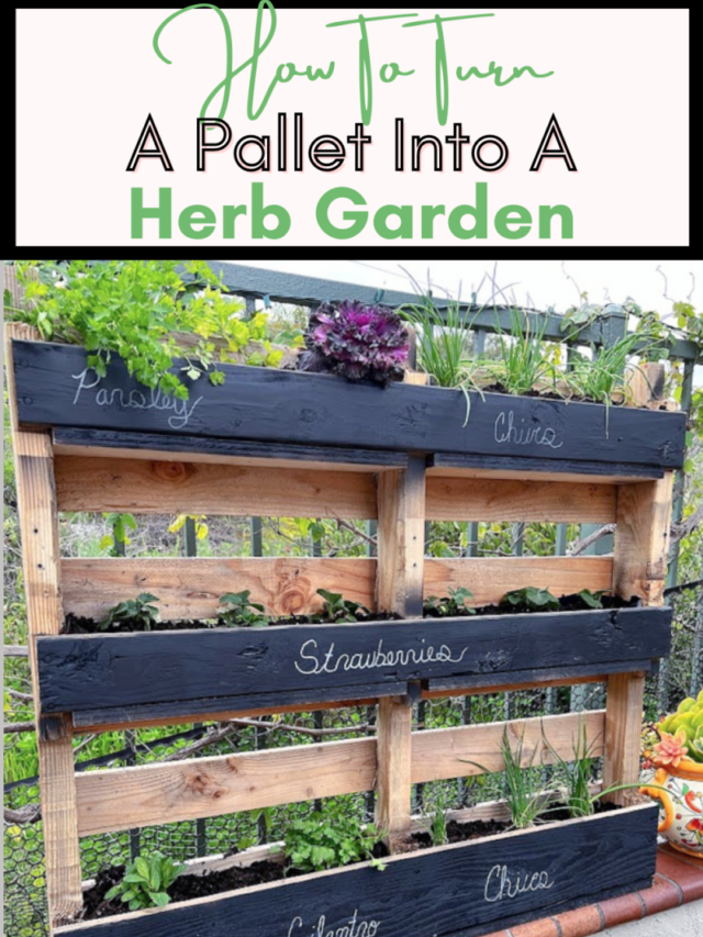DIY Herb Garden Made From a Pallet