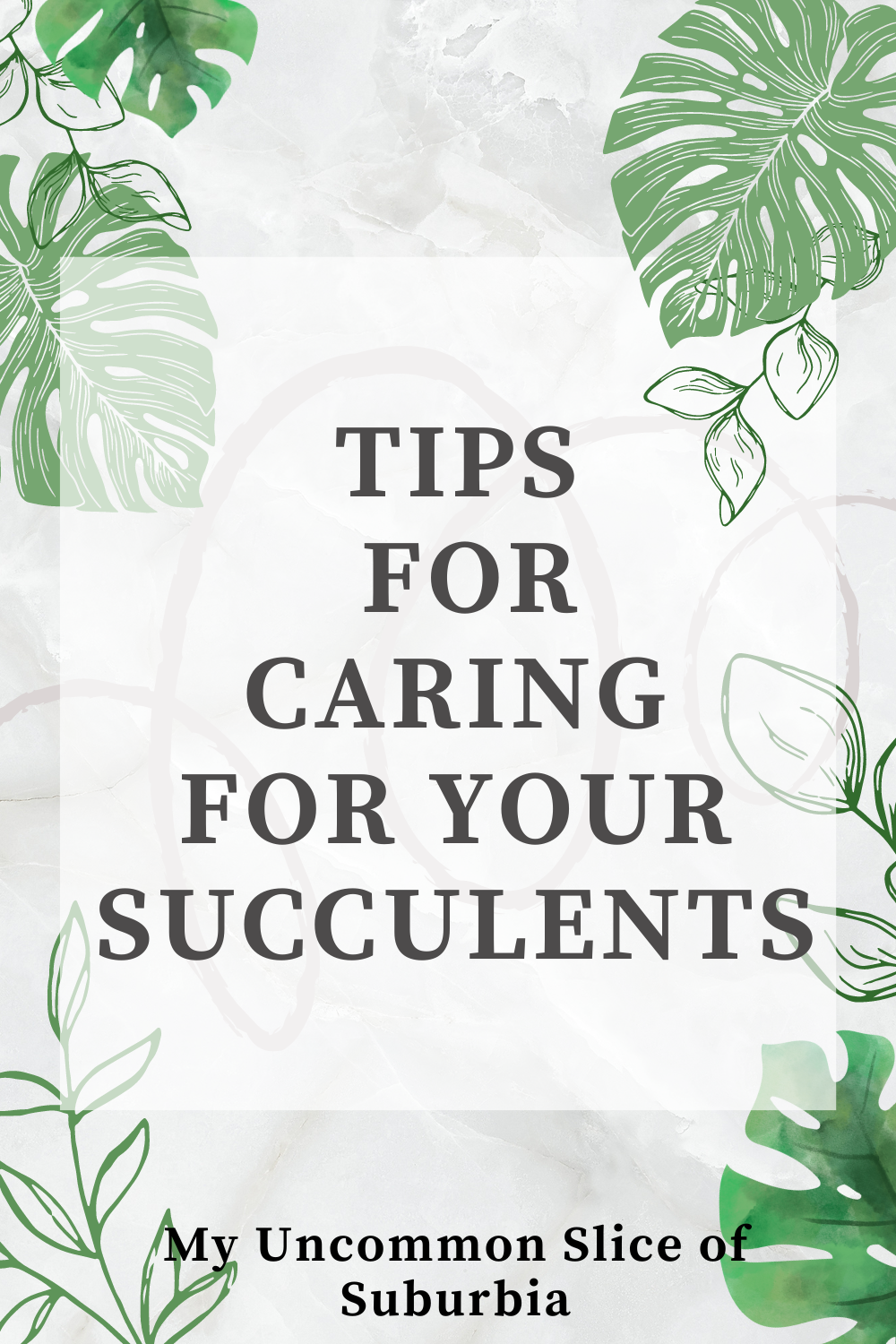 Tips for How to Care For Succulents