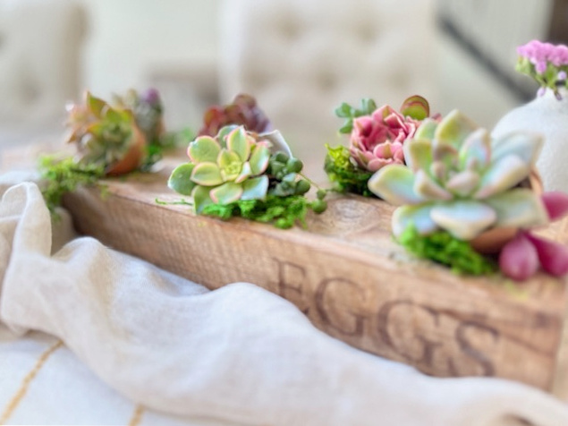 DIY Succulent Eggshell Planters For Spring