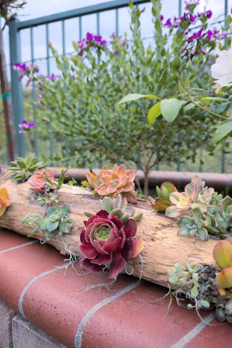 How to Create a Driftwood Succulent Arrangement